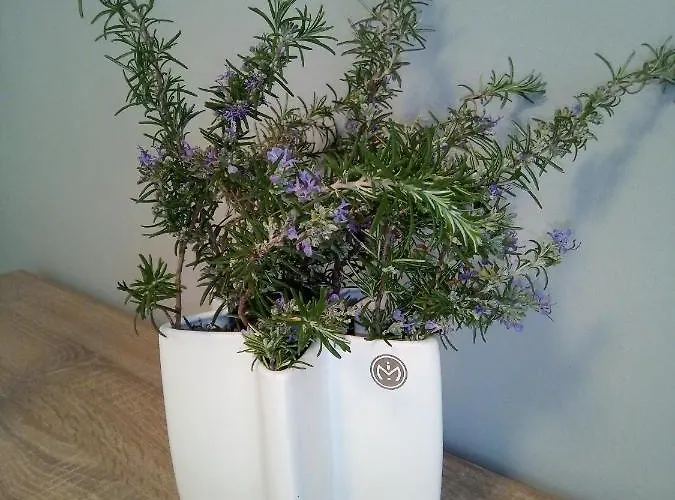 Viktor Appartement Jasenice (Zadar)